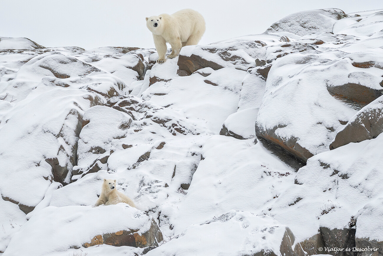 escena d'una ossa polar i la seva cria entre les roques de la costa de la badia de hudson