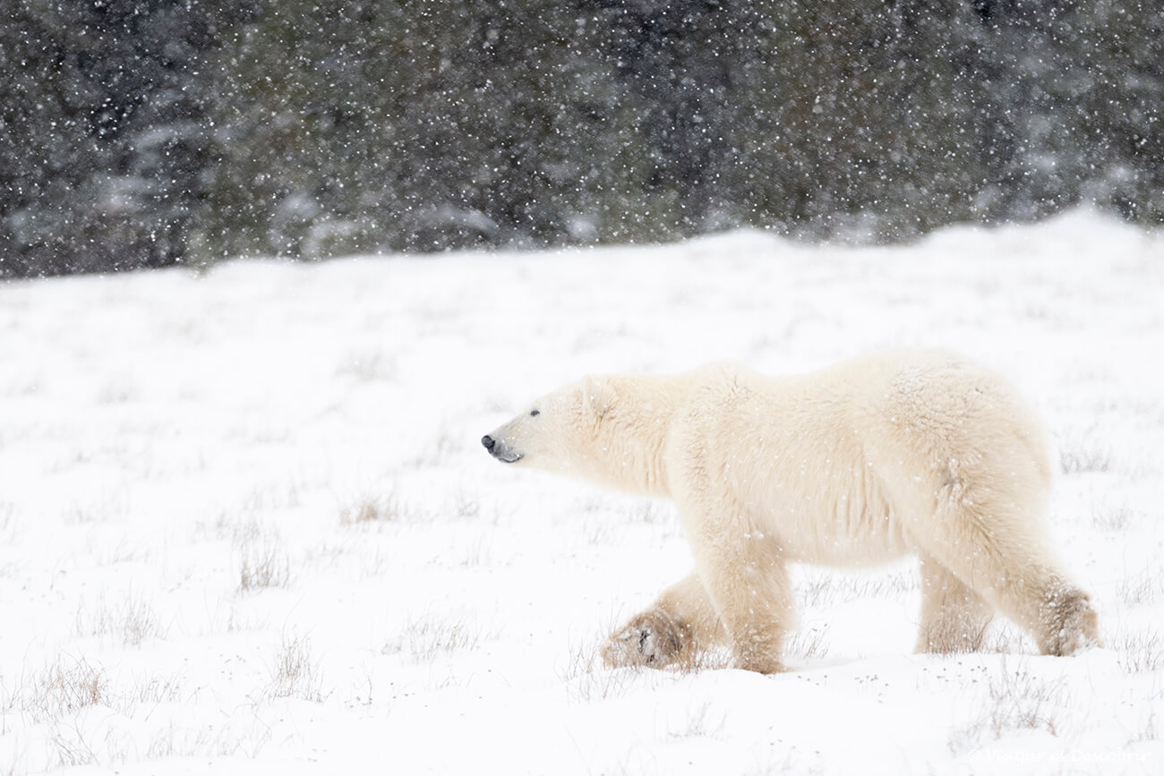 os polar sota una nevada caminant entre la neu a Churchill