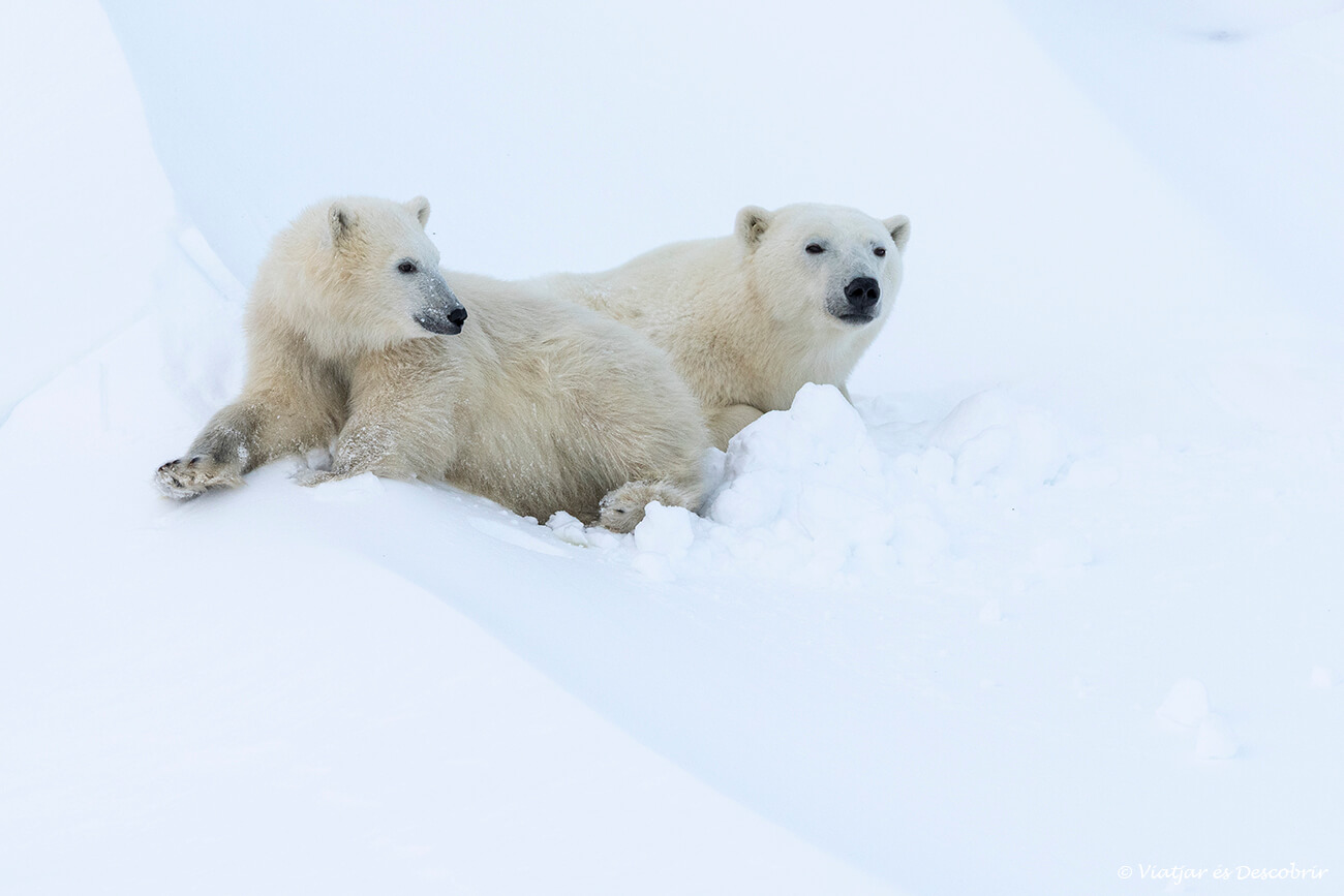 Actualment esteu veient Veure ossos polars al Canadà: Churchill, el millor destí