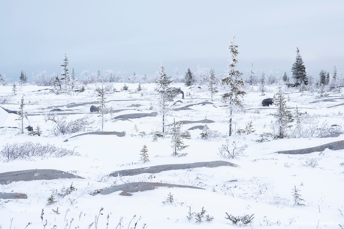 paisatge nevat i congelat típic de la costa de Churchill a la Badia de Hudson