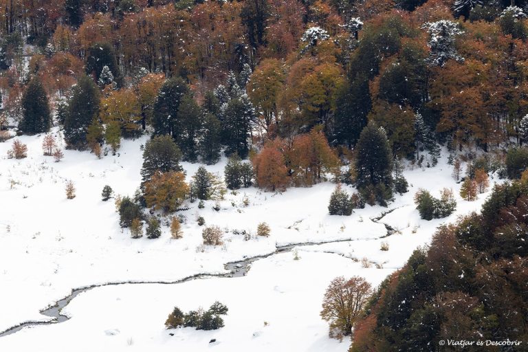 Més informació sobre l'article Visitar el Parc Nacional Conguillío a la tardor