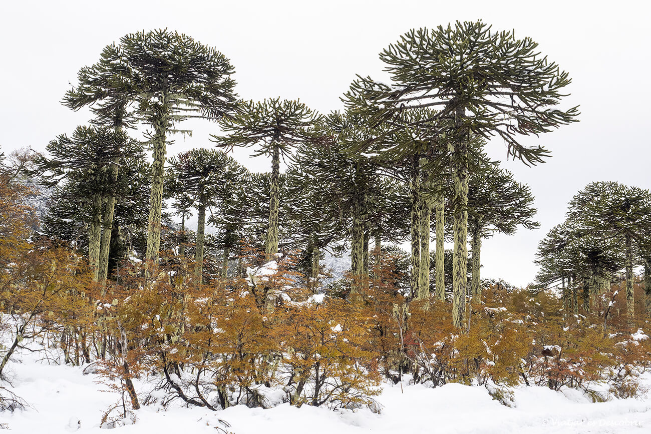 araucaries al costat de la carretera que travessa el conguillío