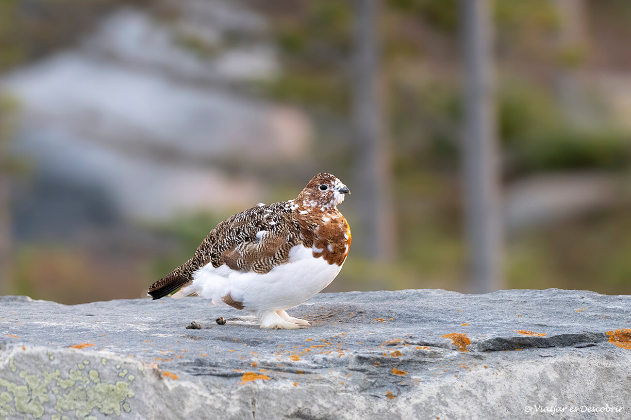 a part de veure ossos polars a Churchill també es pot veure molta altra fauna com les perdius blanques