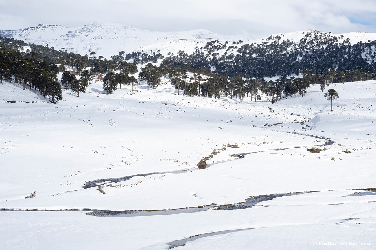 araucàries durant el creuament de la frontera del Pino Hachado per passar de Xile a Argentina