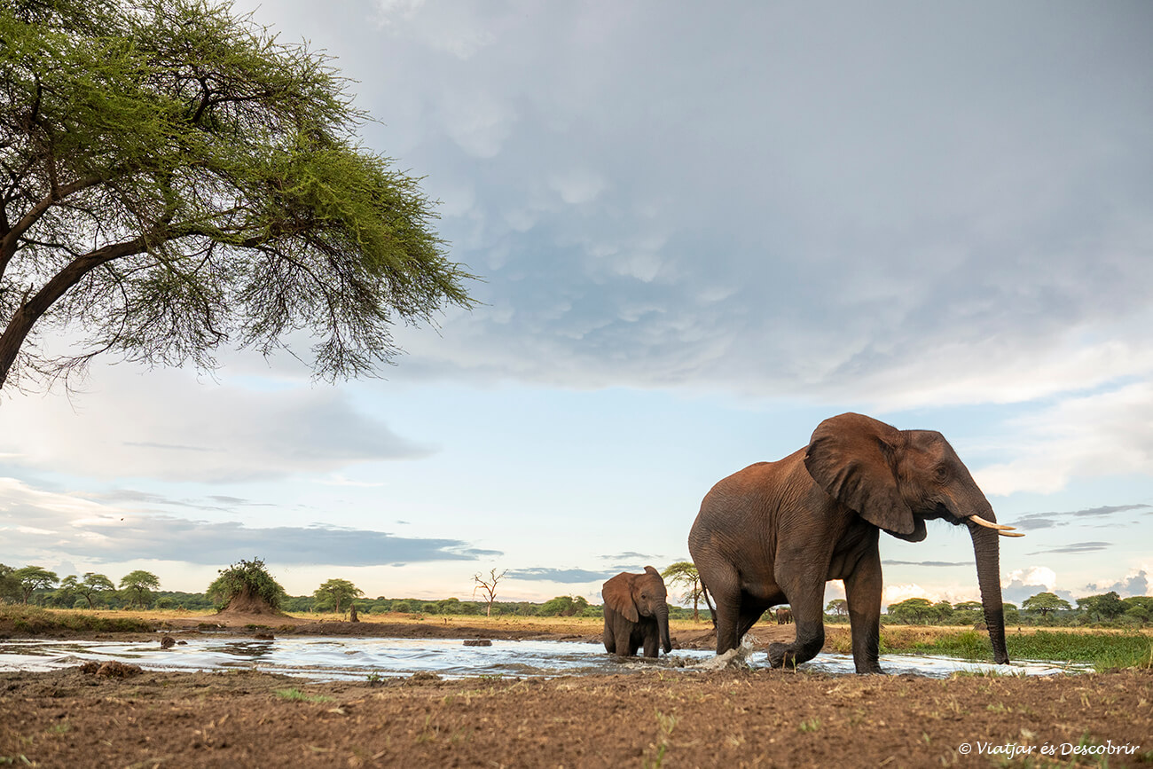 dos elefants sortint d'una bassa al Senyati Camp un lloc molt recomanable i que no encareix gaire el preu d'un safari a Botswana