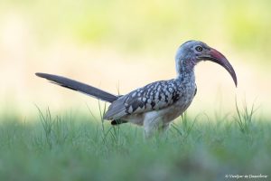 Més informació sobre l'article Safari a Botswana: preu i com contractar-lo sense pagar de més