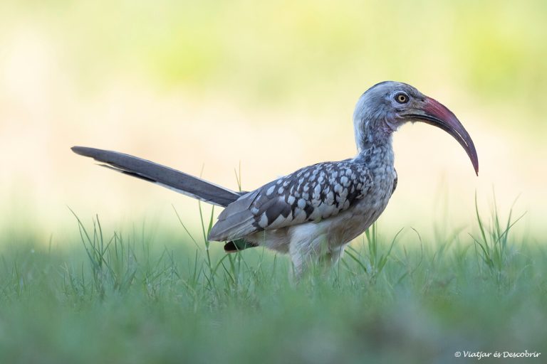 Més informació sobre l'article Safari a Botswana: preu i com contractar-lo sense pagar de més