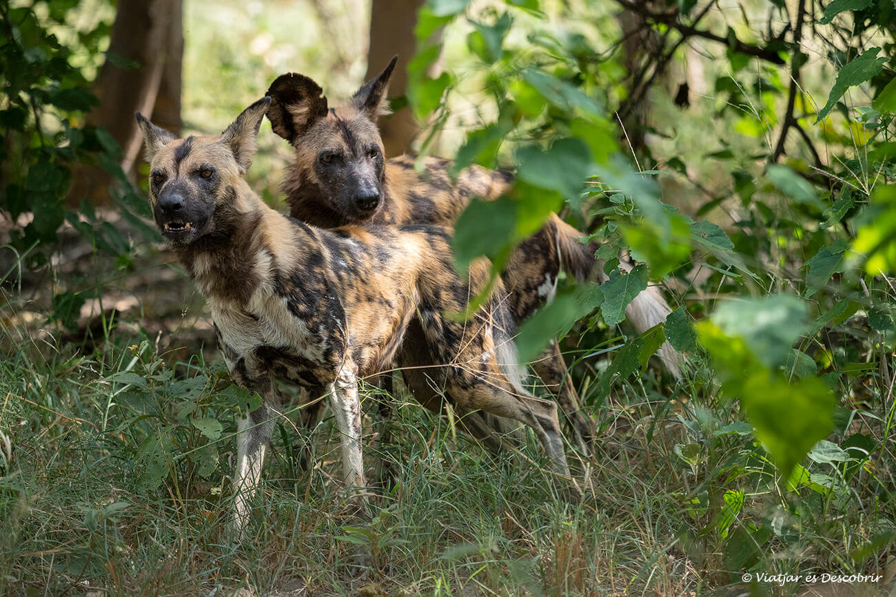 dos gossos salvatges en un safari a Botswana