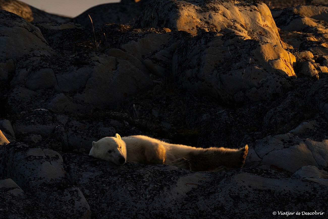 os polar dormint a unes roques a Churchill a Canadà durant la posta de sol