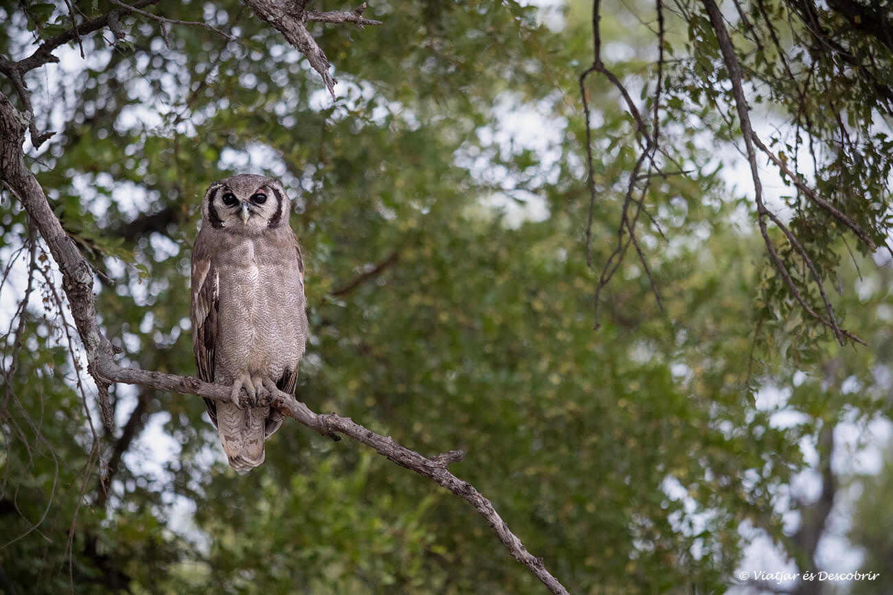 encara que sigui més alt el preu d'un safari a Botswana si es va amb guia això permet veure molta més fauna i conèixer els diferents ocells que es poden observar