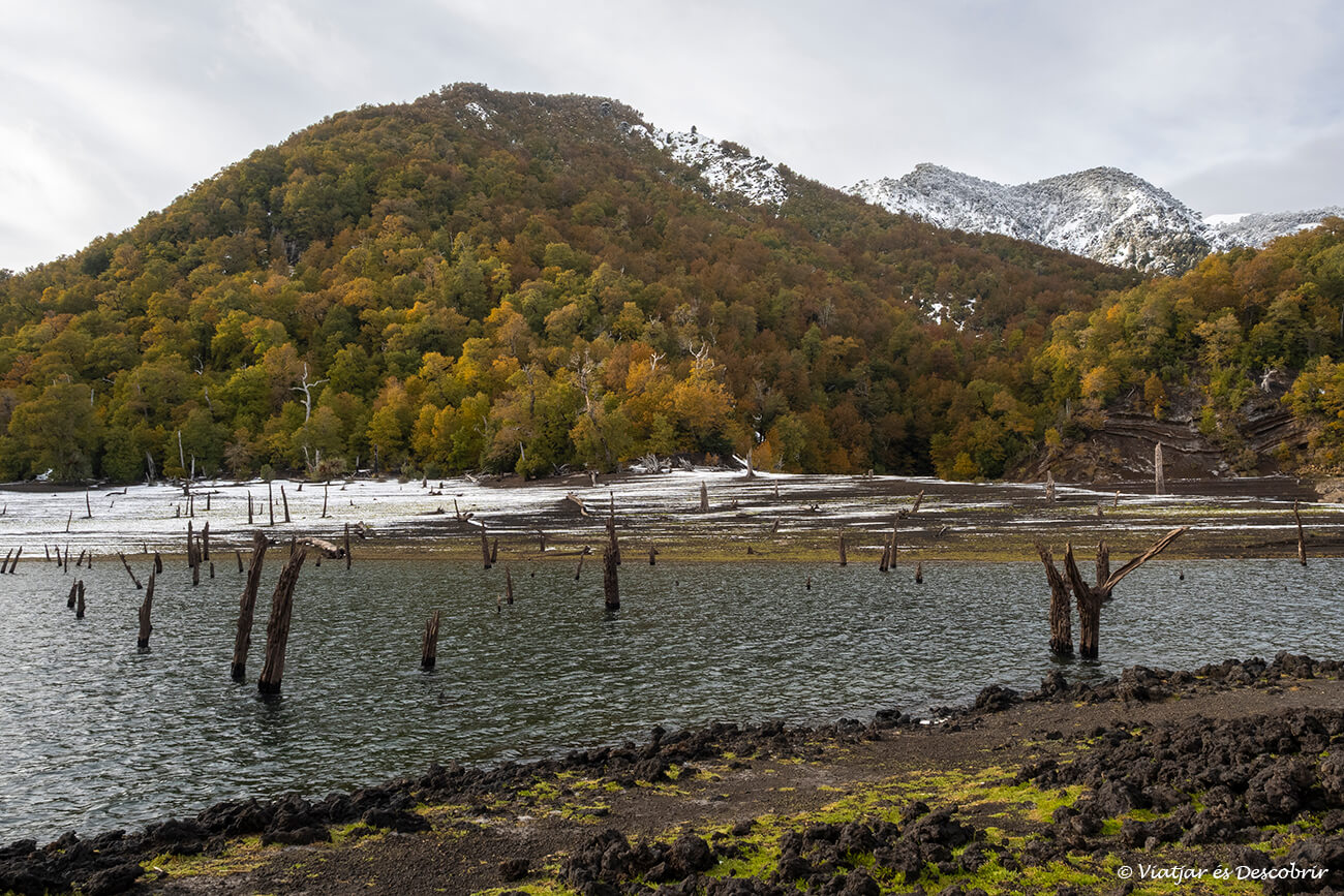 visitar el parc nacional conguillio a la tardor és el millor moment per veure els boscos submergits d'origen volcànic
