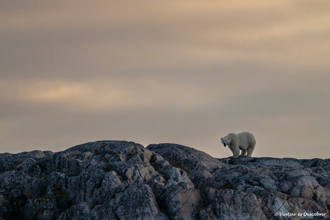 posta de sol amb la silueta d'un os polar a la Polar Bear Alley