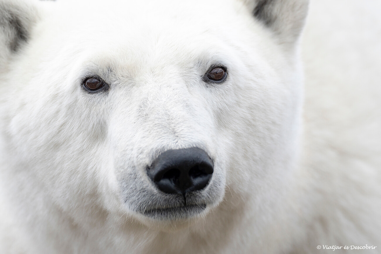 primer pla d'un os polar durant un viatge per veure ossos polars a Churchill