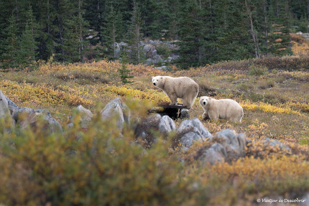 veure ossos polars al Canadà amb el paisatge de la tardor també és una gran experiència