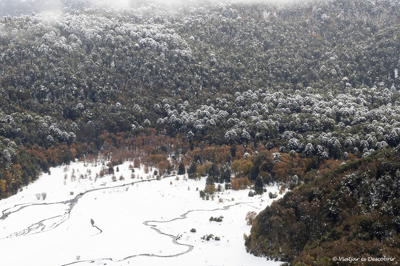 detalls del paisatge del parc nacional conguillio