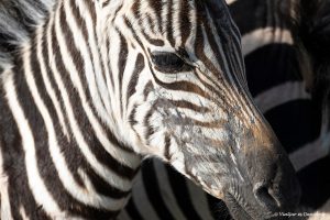 Més informació sobre l'article Quina és la millor època per viatjar a Tanzània?