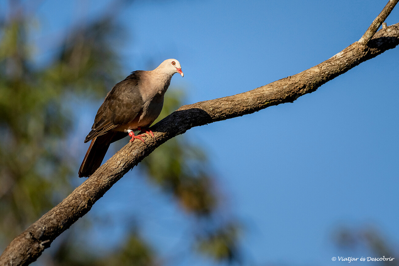 la millor època per viatjar a Maurici i veure ocells és l'època de pluja