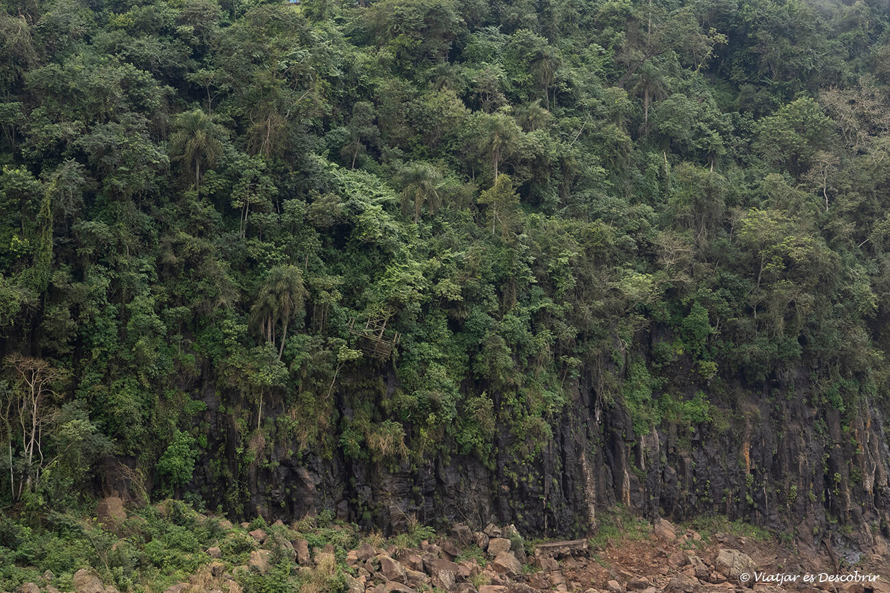 detalls de la selva i vegetació a Argentina