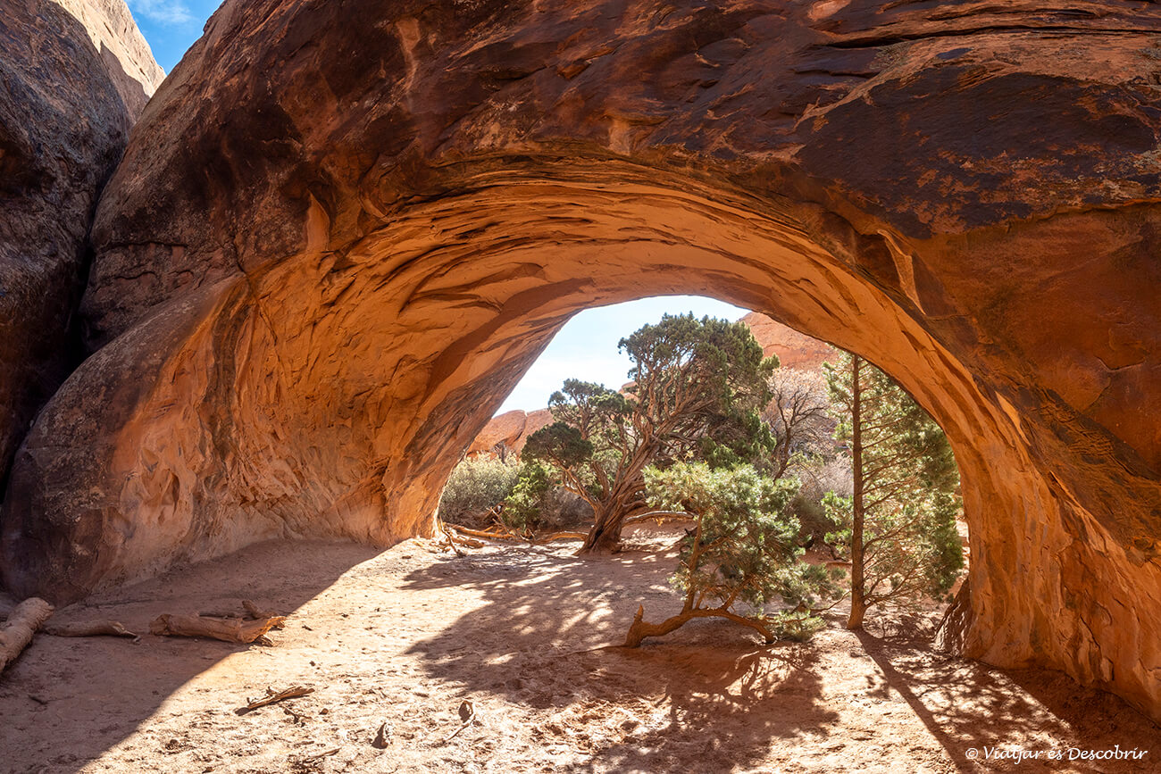 paisatge d'un arc amb un pi a sota dins el parc nacional arches