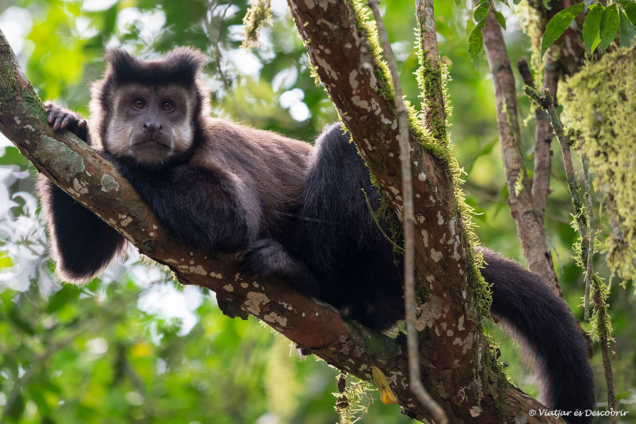un mico durant una ruta per la selva de iguaçu