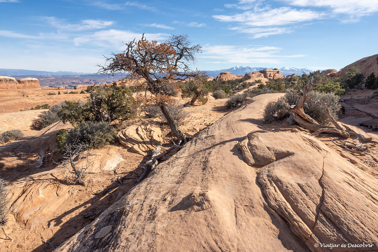 arbre solitari entre les roques del parc nacional arches