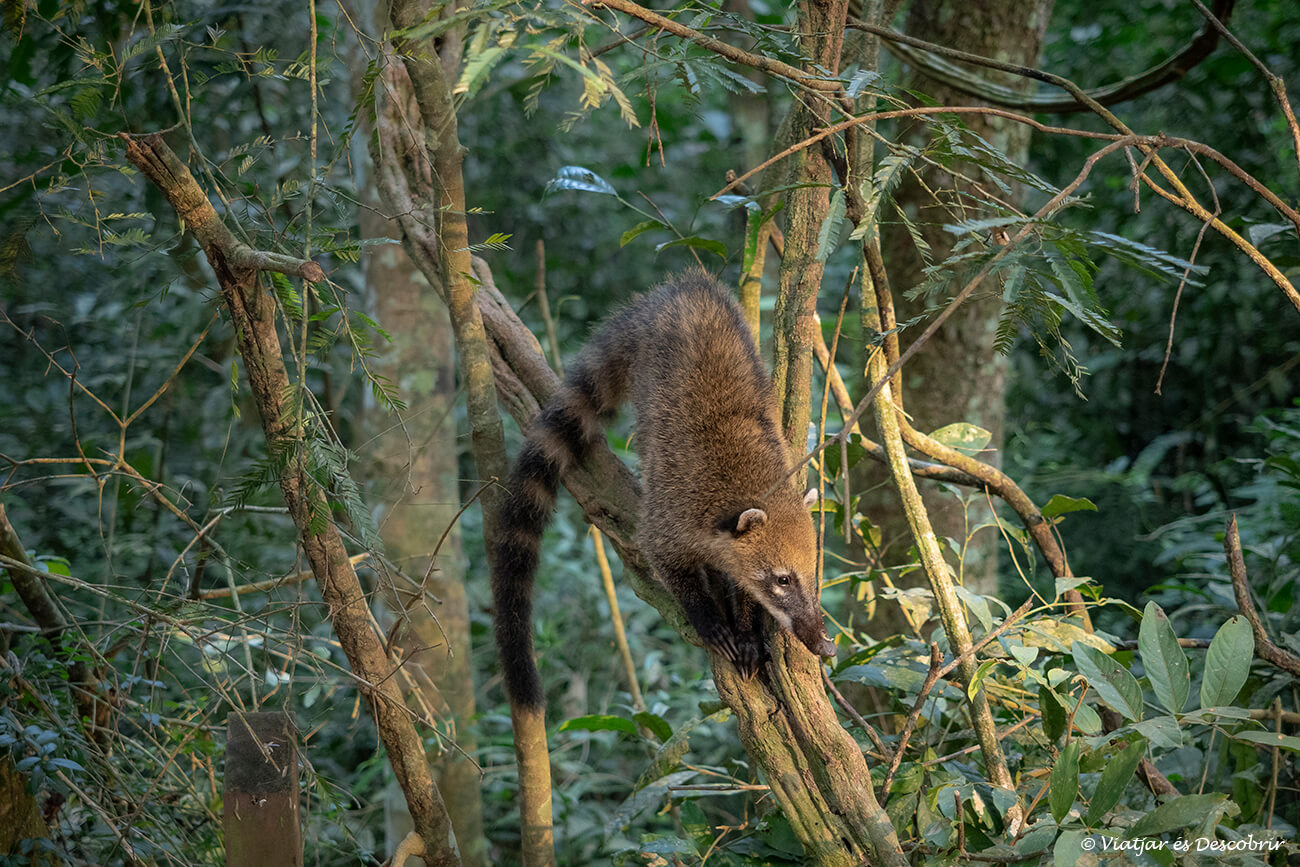 coatí escalant un arbre