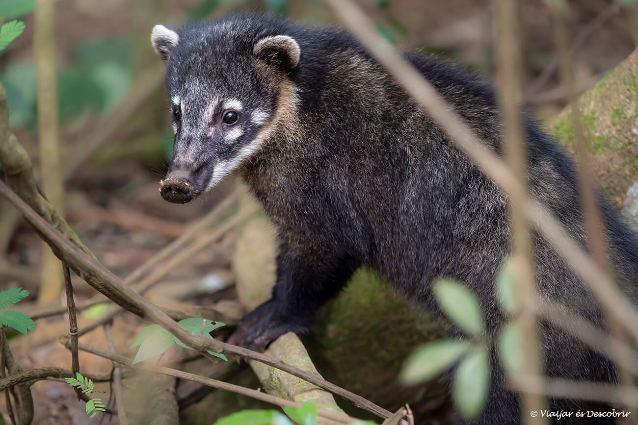 un coatí a prop de la zona de picnic en visitar les cascades de l'iguaçú