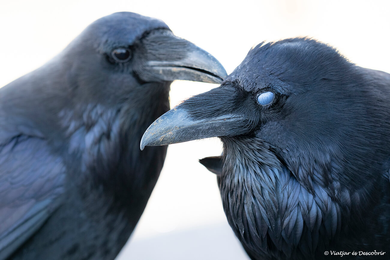 dos corbs al parc nacional arches