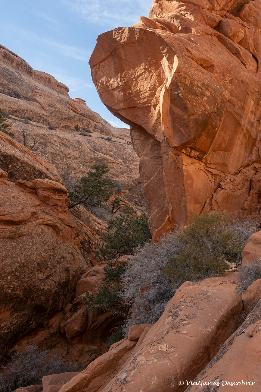 detalls de les roques i vegetació durant el camí pel Devils Garden