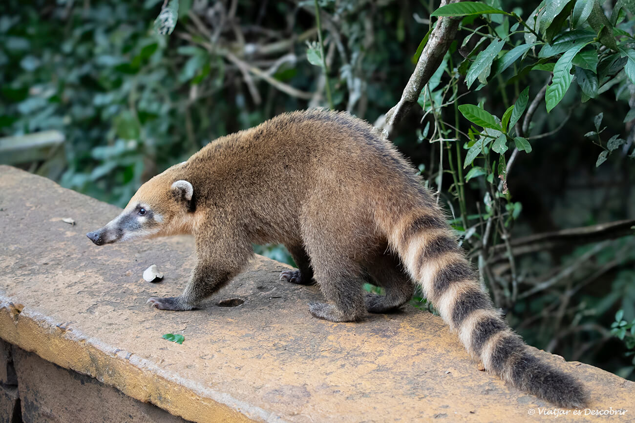 coatí acostumat a que els turistes li donin menjar a Iguaçú