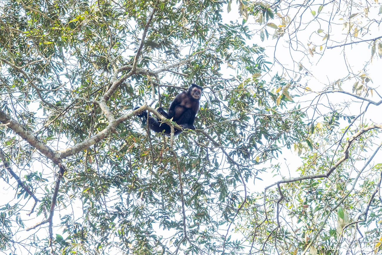mico descansant a la part alta d'un arbre
