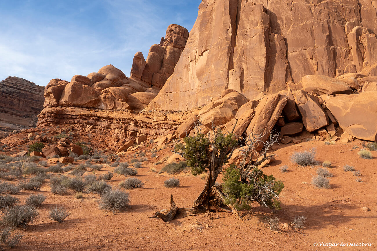 vista d'un arbre i roques des del Park Ave Viewpoint