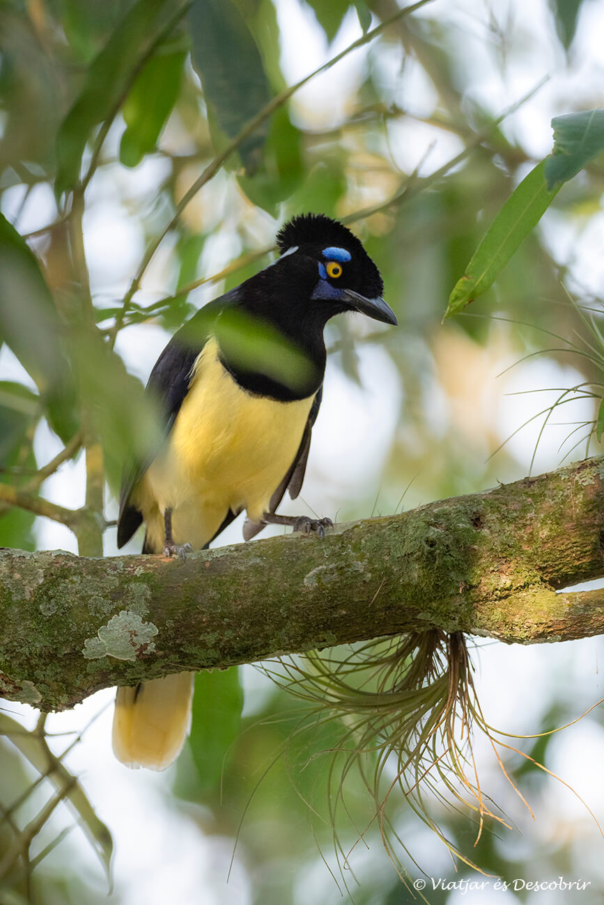 les urrace són un dels ocells més populars durant el camí a la Garganta del Diablo