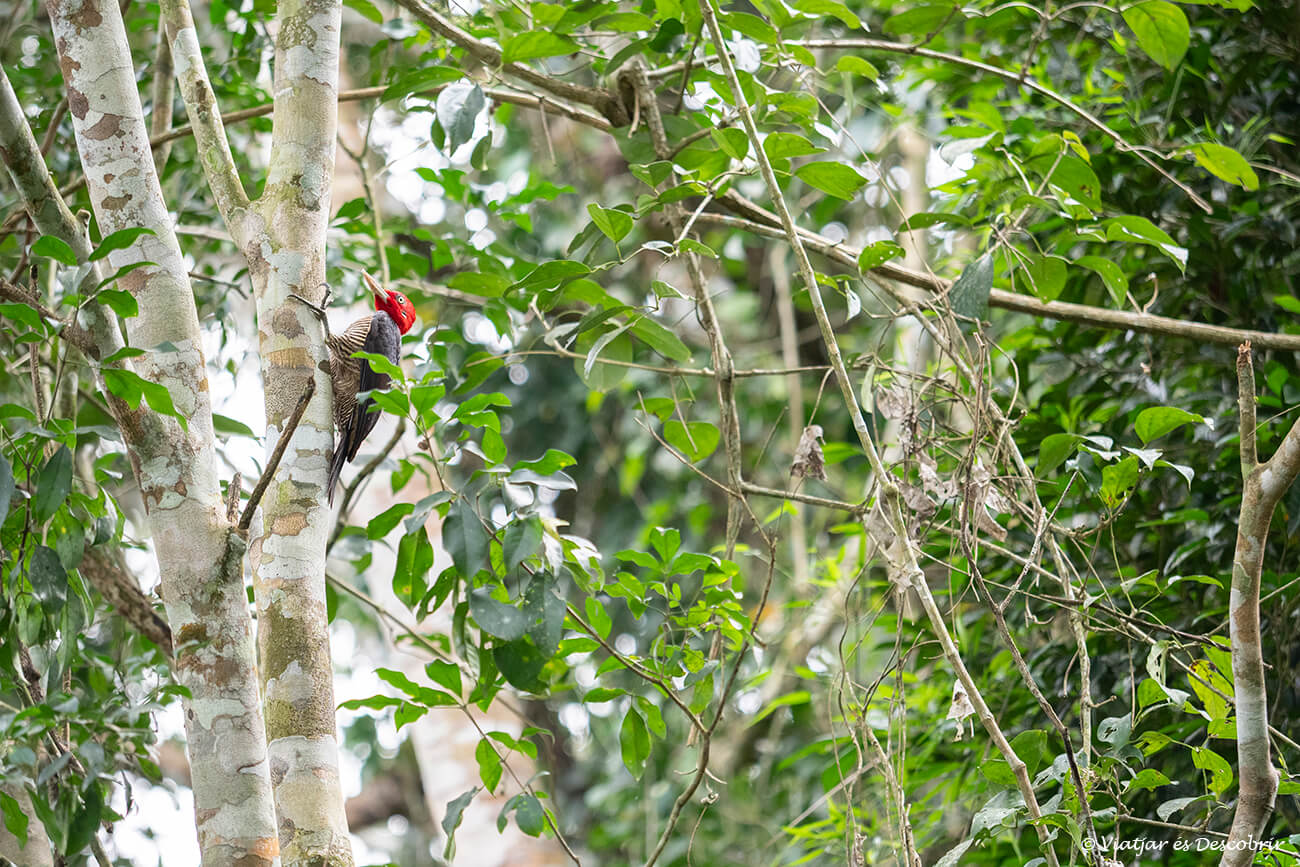 ocell que es pot observar entre la selva de l'iguaçu