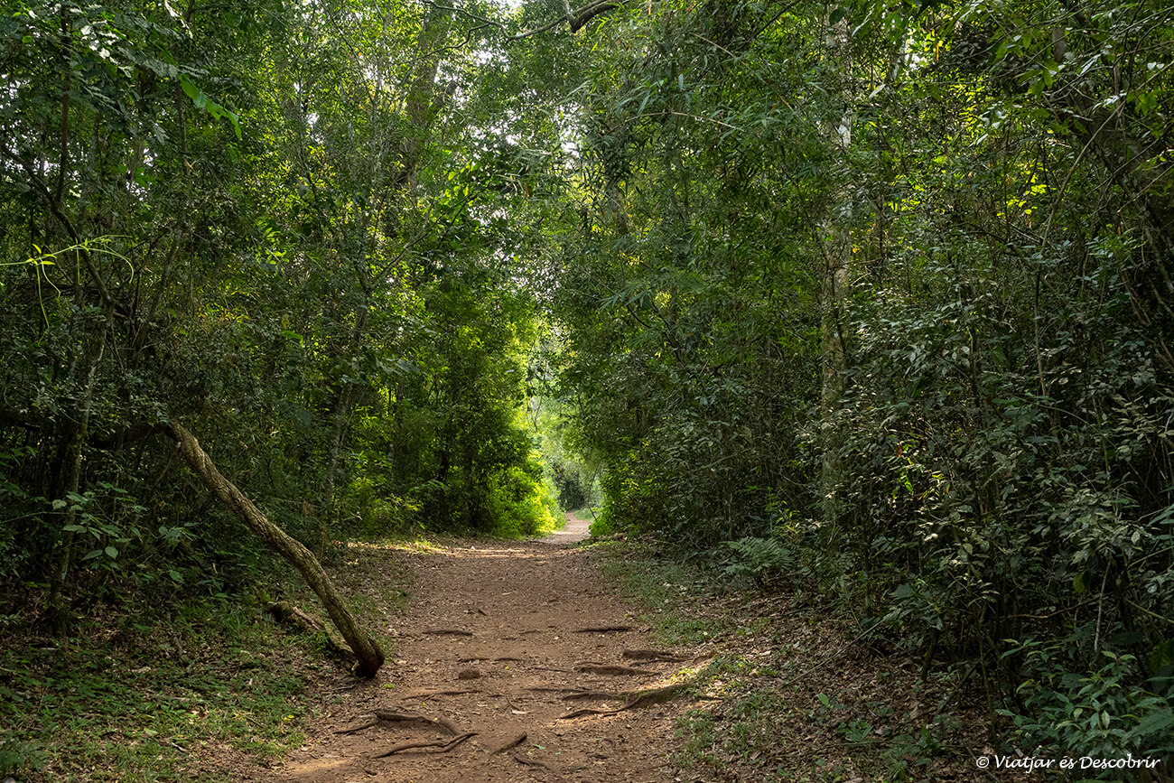 el camí del sendero macuco envoltat de selva
