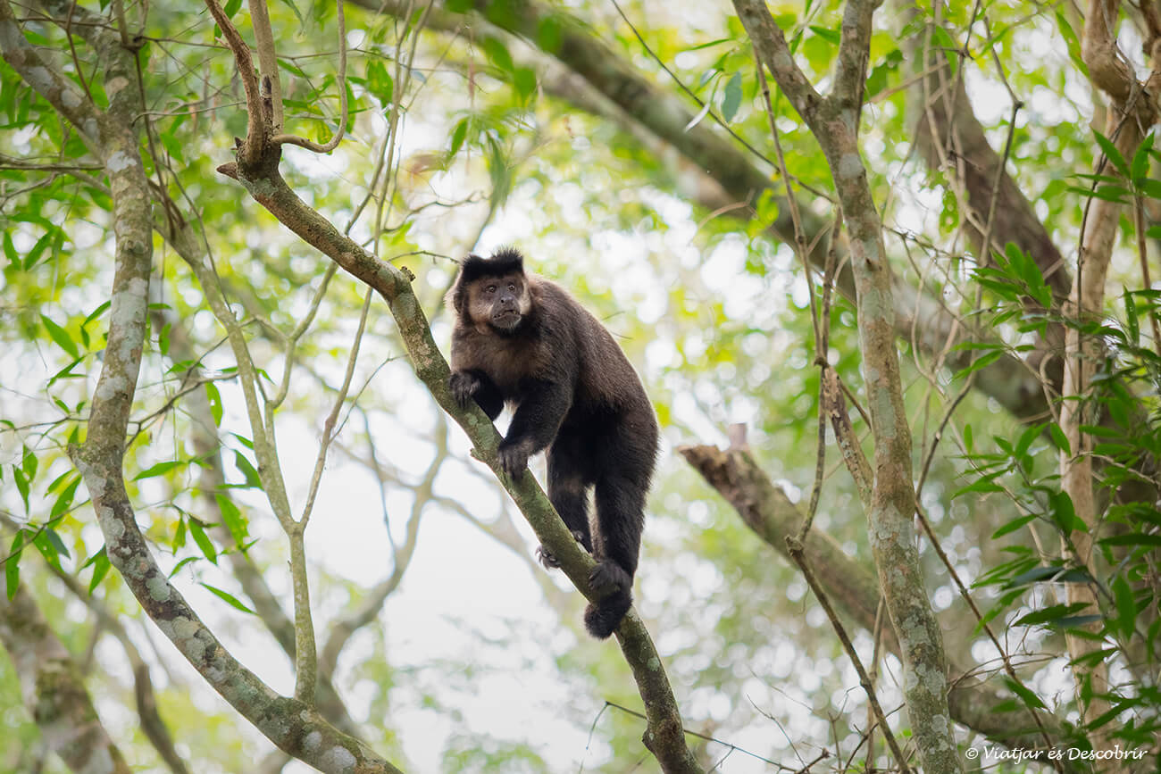 un mico fotografiat durant el sendero macuco