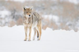 Més informació sobre l'article Yellowstone a l’hivern: guia per visitar el parc nacional