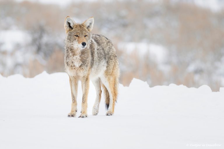 Més informació sobre l'article Yellowstone a l’hivern: guia per visitar el parc nacional