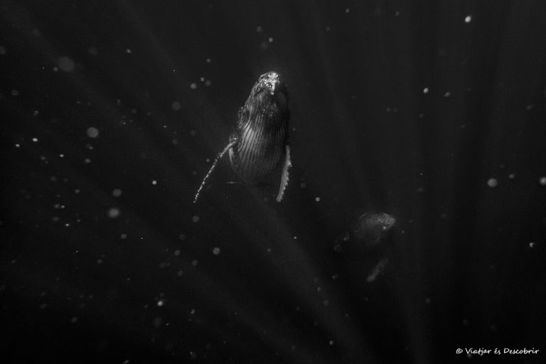 Més informació sobre l'article On nedar amb balenes geperudes: millors destins i mesos