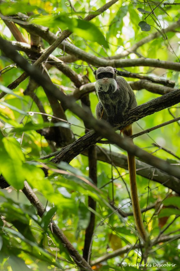 quinuituq-s76-selva-manu-peru-15